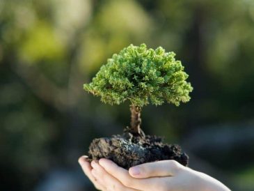 A person holds up a small tree.