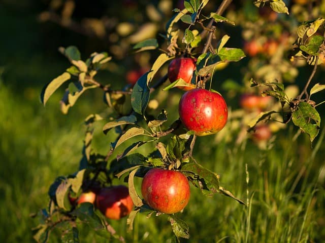 An apple tree with growing fruit.