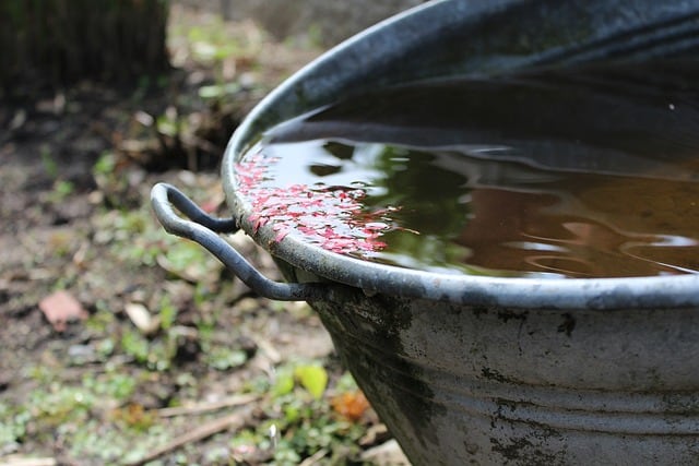 Rain water stored in a bucket.