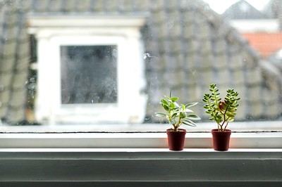 A pair of house plants sitting near a window.