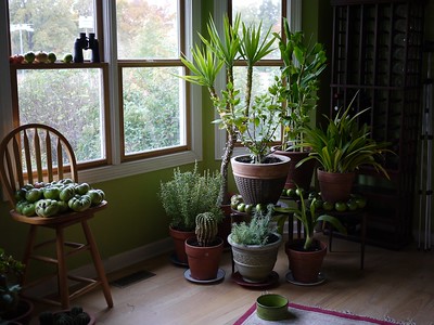 Plants near a window