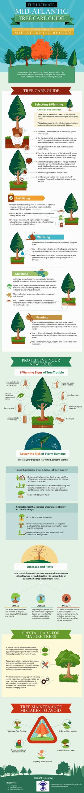 A detailed infographic on tree care.